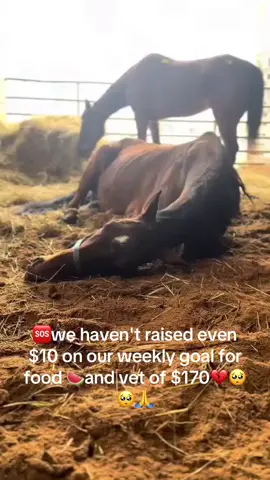 #horserescue #fyppppppppp #USA #200kviews #USA 