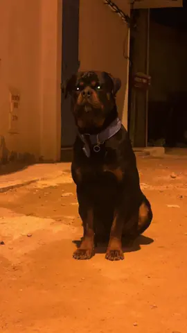 🤩🤩 #rottweiler #scary #dog #tunisia🇹🇳 #fyppppppppppppppppppppppppppppppppppp 