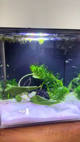 Novo aquário mini da Aqua tank! Teriam??                     #peixeornamental #aquario #fishtank #tiktokshop #aquarismobrasil 