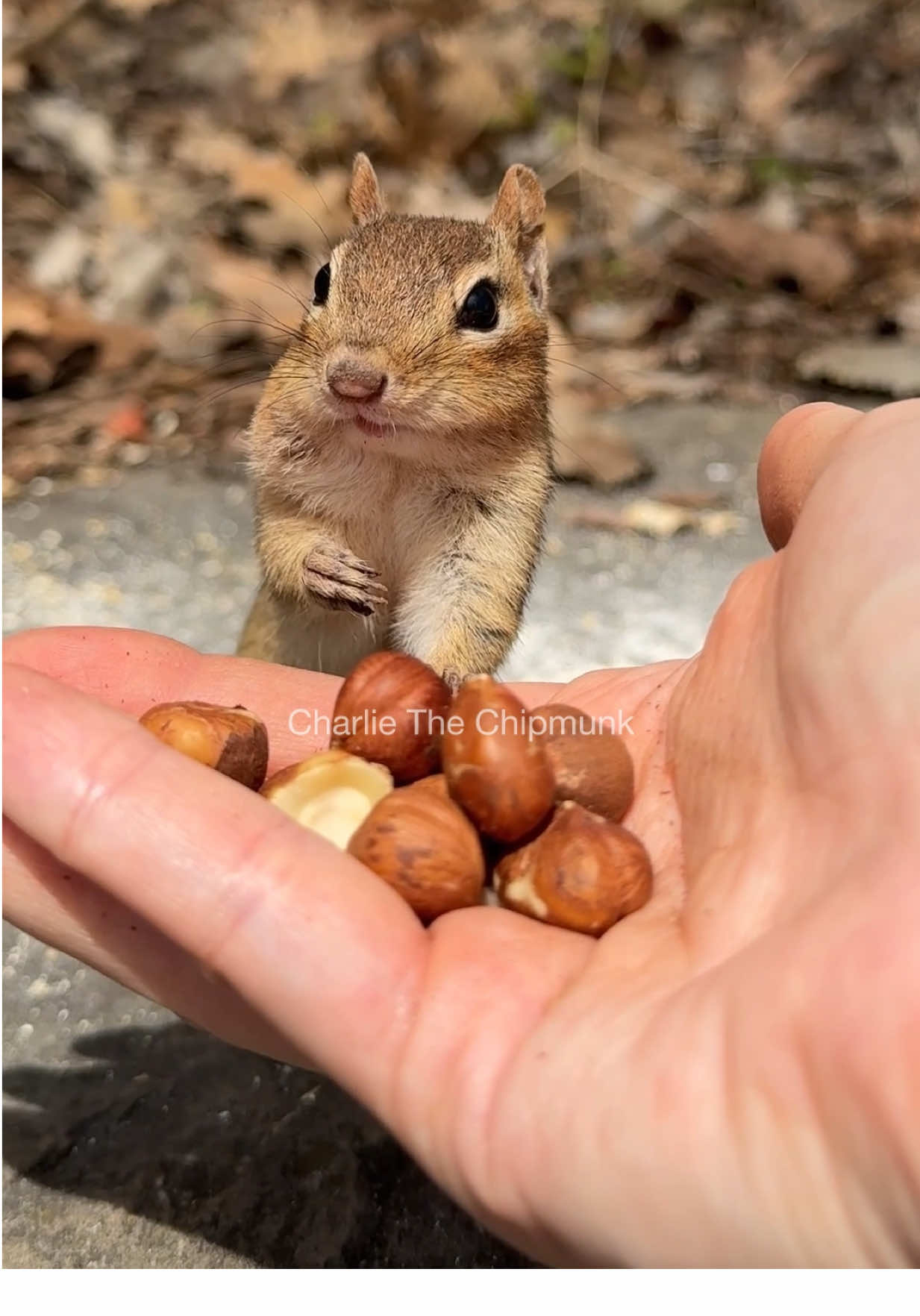 Ate 67  #animals #funny #cute #smart #dog