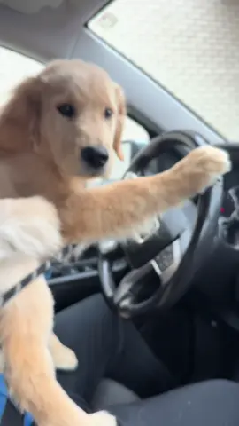 He doesn’t play when it comes to a pup cup #puptok #pupcup #goldenretrieverpuppy #dogsoftiktok #pupcupstarbucks 