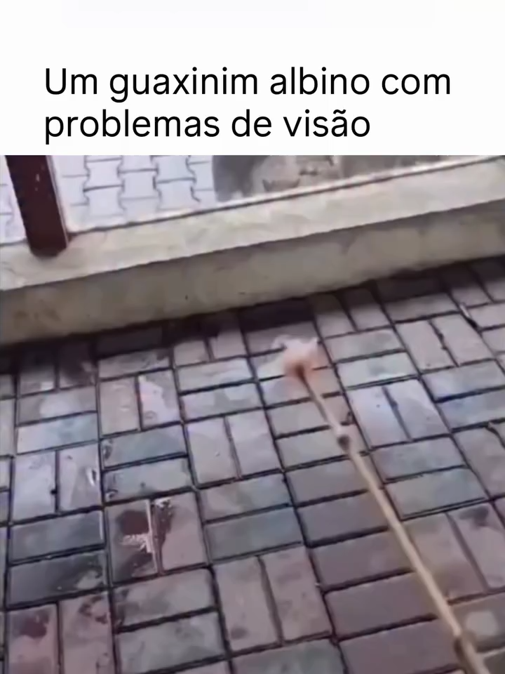 Aposto que você não sabia dessa! 🧠🔥 Salva pra mostrar depois! #curiosidades #mundocurioso #fyp #viral