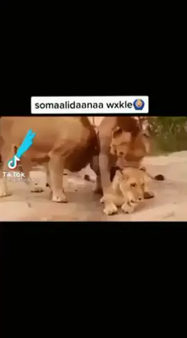 Sana 😂 #fouryoupage #viralvideo #fyp #somalitiktok #funnyvideos 