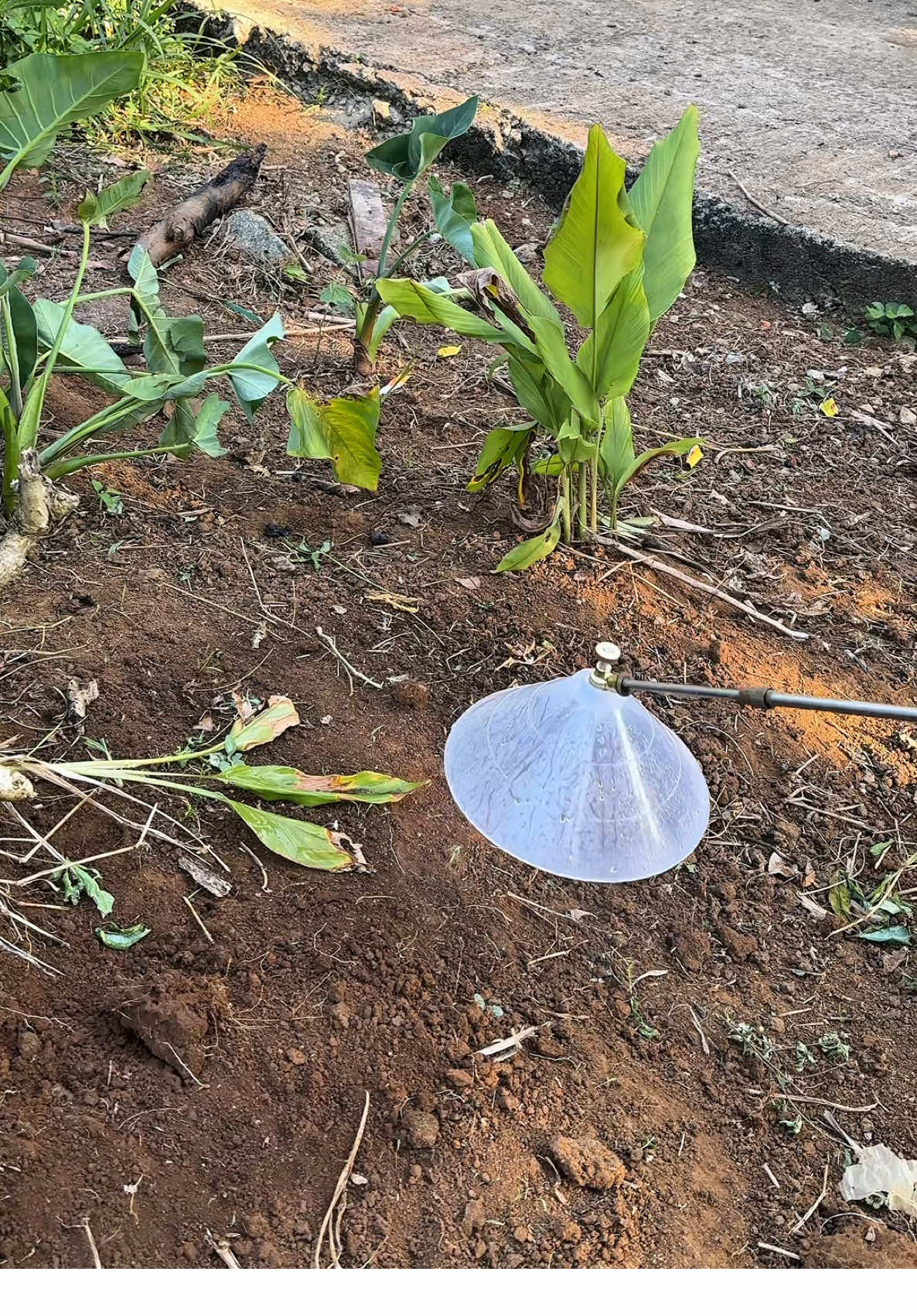 Đầu Vòi Tròn Phun Thuốc Kèm Chắn Gió, Vòi Phun Áp Lực Cao Vừa Với Mọi Loại Cần Phun, Bình Phun#loanonchupphunthuoc#loachupphuct huoc #loaphunthuoc