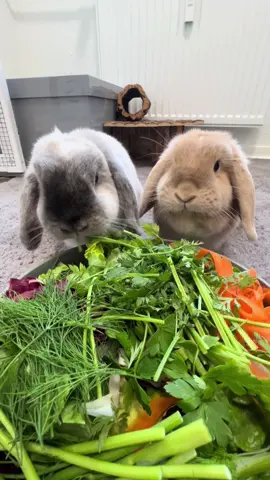 will they eat it? #bunnies #asmr #whatieat   