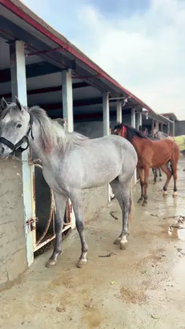 #تكريت #مربط_الجزيرة #خيل_وخياله🐎 #fyp #العراق 