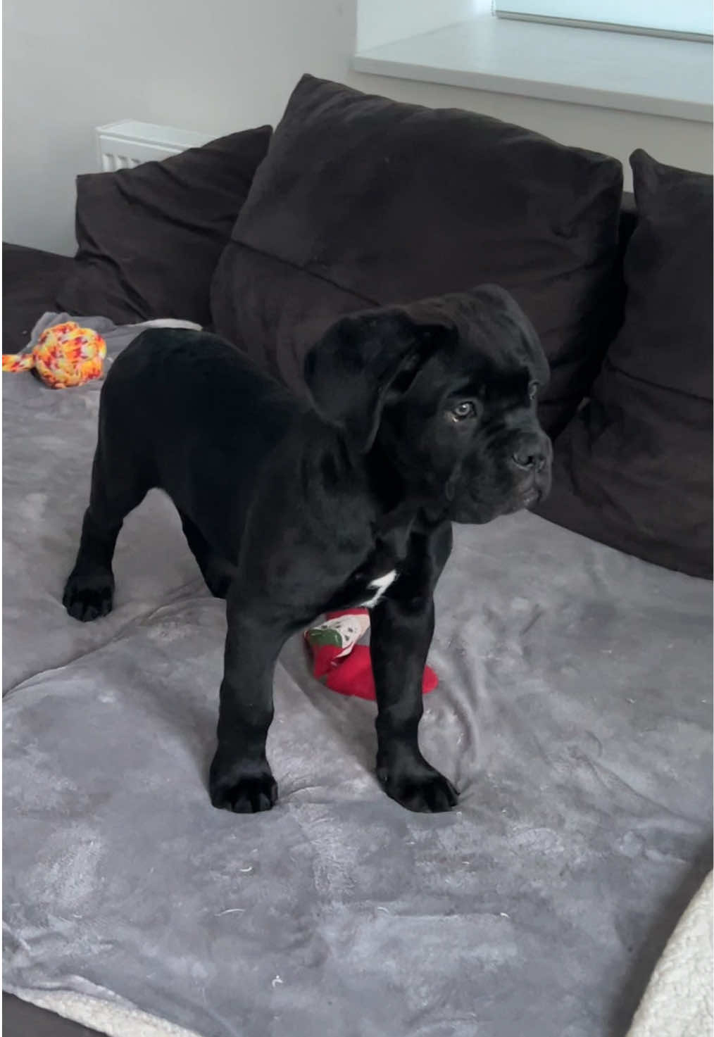 3-month-old Cane Corso 🇮🇹#canecorso #puppies 