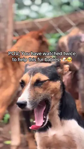 let us stand together to donate some funds so as we can get food and support at the shelter. any single dollar equals a meal. thanks #dogs #dogrescue #dogsofttiktok #helpme #views 