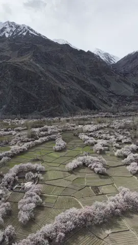 Drone shoot skardu khaplu blossom 🌸 #foryoupage❤️❤️ 