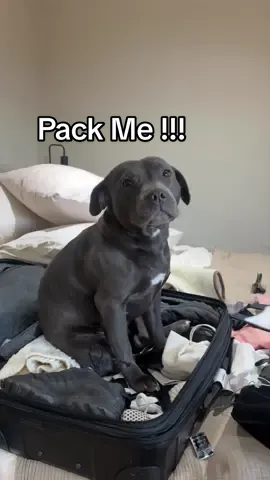 Smudgekins is not ready to say goodbye. As Nadia packs to head back to Dubai, Smudgekins makes herself comfortable in the suitcase as if to say “You are not going anywhere without me.” From sleeping side by side to slow mornings together, these two have become completely inseparable. She is going to miss her. #izystaffywolfpack #staffy #staffordshirebullterrier #dogfamily #smudgekins 