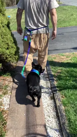 @SPARK PAWS Handsfree leash, cushioned waste band, the shock absorbing leash that is also a car safety belt. Click the Product link to order, save 15%off with CHAPO15 #dogleash #tiktokshop #tiktokshopcreatorpicks #dogproducts #dogparents 