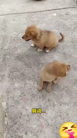 #funnyvideos #funny #Funny #comedy #joke 