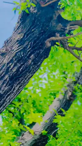 #💔💔🥹🥹 #foryou #viralvideo #viraltiktok #foryoupage 