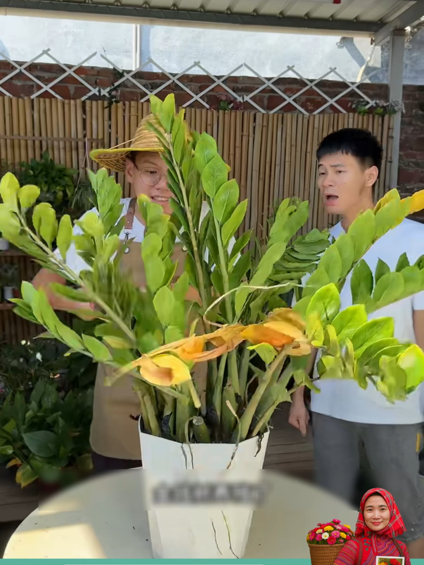 Thanh dinh dưỡng dành cho cây cảnh
