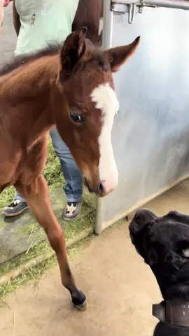 Ember just might get grounded like Nix #HorseLife #foal #barnlife #blessed 