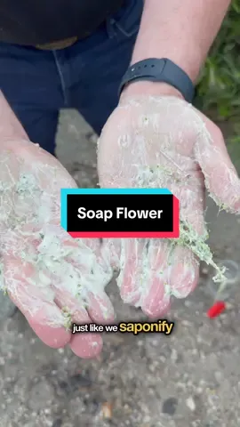 Plants like the California Lilac/Soap Flower are high in a compound known as “saponins”, which create the rich leather. They are also a fish stupefier!  #survivalskills #plants #herbs #nature #biochemistry