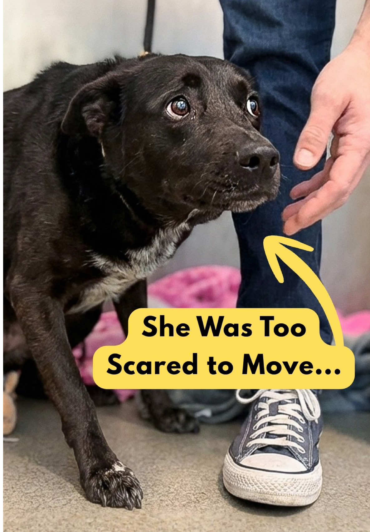 She Was Too Scared to Move…47 Minutes Later I Couldn’t Believe It #dogs 
