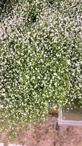 #amorporlasflores 🫶🥰💖#amoratutrabajo 