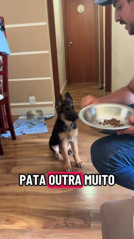 Cada dia mais comportado 🥰 #petlover #viral #tiktok #pastoraleman #foryou 