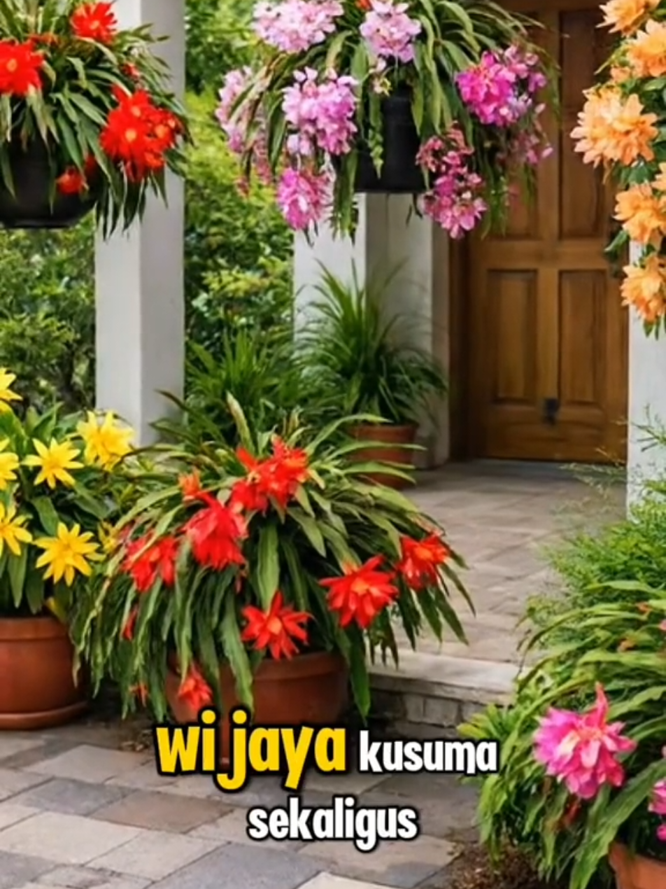 Paket 5 Bibit Wijaya Kusuma / Bunga Parea#wijayakusuma #bungaparea #tanamanhias #bungamalam #bungalangkap 