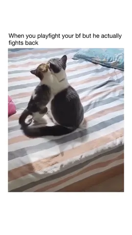 Comment a picture of your cat and let other people rate her/his cuteness from 1-10 🐱❤️ #cats 