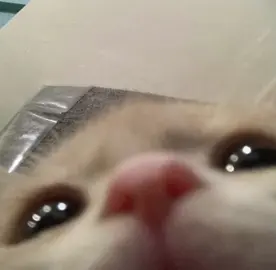 I want  ice cream #fypシ゚ #catmeme #vioceacting #fyppppppppppppppppppppppp #fypage 
