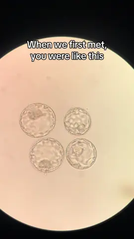 I have the PERFECT job and I can prove it 💖 #ivf #icsi #ivfsuccess #ivfbaby #ivfstory @Generar Reprodução Humana 