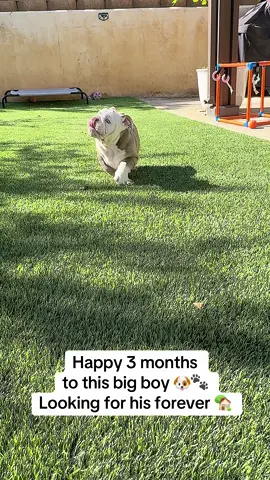 Happy 3 months! 🐶🐾💙🏡 #englishbulldogsoftiktok #englishbulldogpuppy #puppy #englishbulldogs #3monthsold 