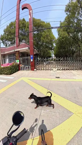 Small correction to calm the game The dog was not too aggressive but a reminder was necessary to prevent it from continuing #dogs #blackdog #surprise #tendance #viral  