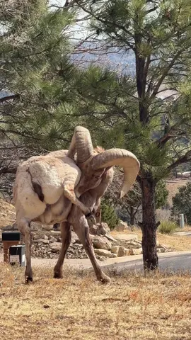 🐏When you got an itch you have to scratch😂. #ram #bighorn #wildlife #itch #colorado 
