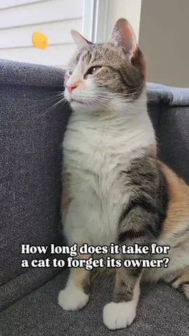 How long does it take for your cat to forget you? 🥺 audio: primepethealth #cats #catfacts #catsoftiktok 