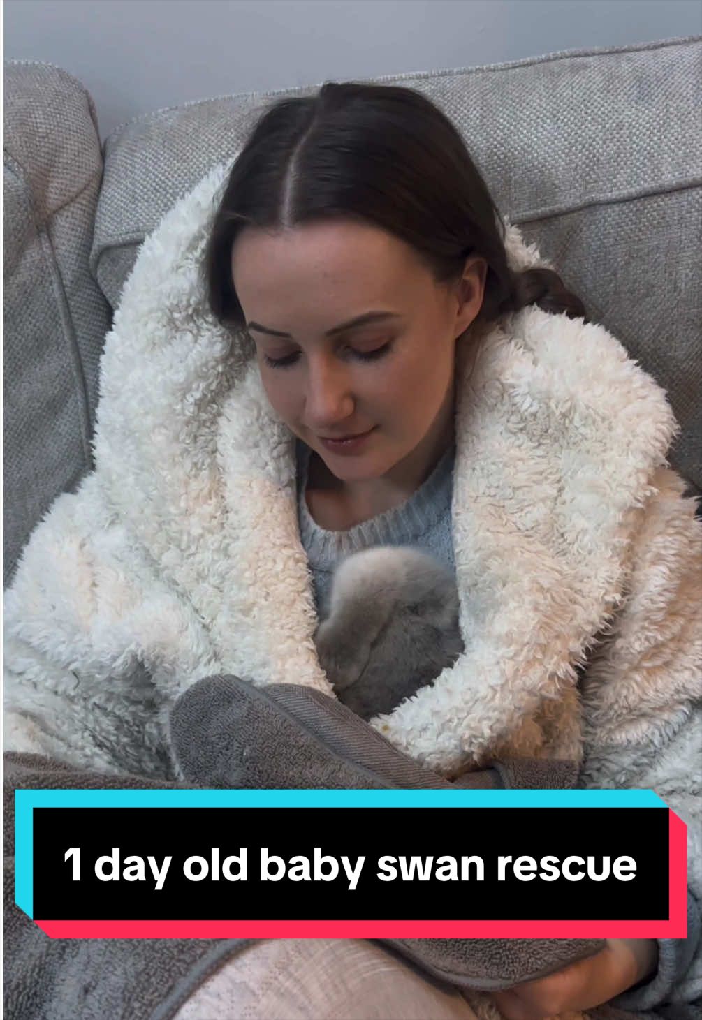 This 1-day-old cygnet 🦢 was too weak to keep its head above the water, and its parents were starting to reject it. Now it’s sleeping on me after giving it vitamins, it’s already been perking up! In the wild, weaker chicks do not survive, so those first 24–48 hours are critical. 🤍 It’s too early to know if the parents will accept this cygnet back when it becomes stronger, or if it will be an orphan that I’ll need to hand raise. #swan #babyanimals #rescueanimals stay tuned for full rescue video. 