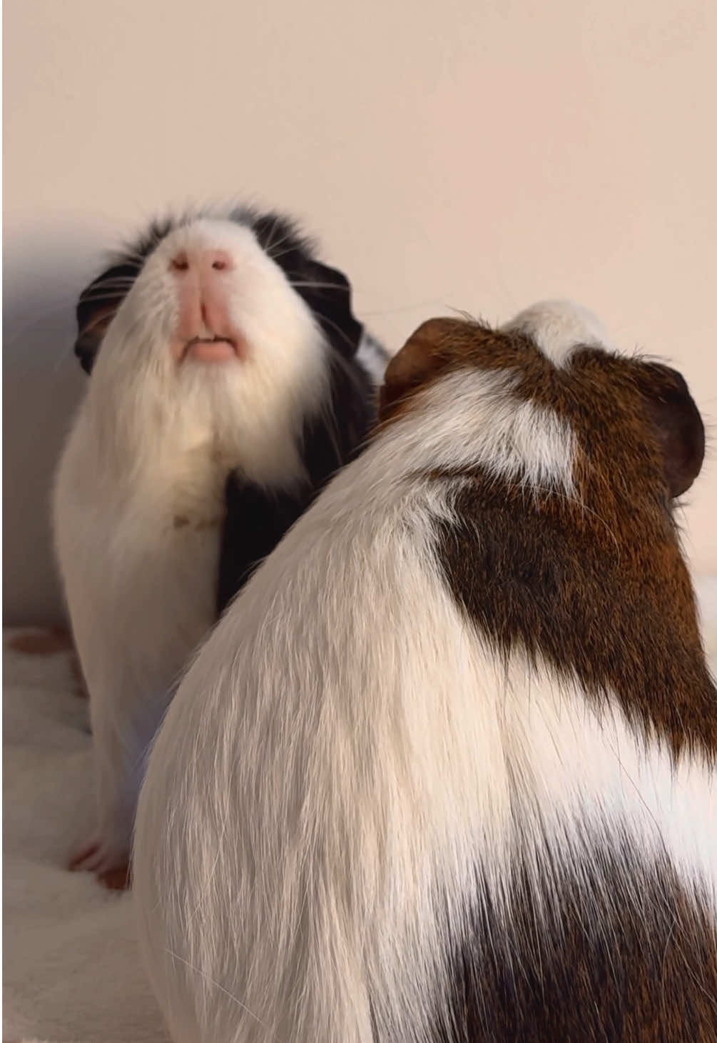 Incredible creatures 🐾 #guineapigs #oreoandbrownie #guineapigsoftiktok #funnyanimals #guineapiglove 