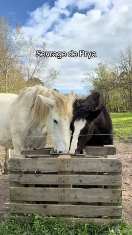 Début d’une nouvelle vie pour Prya &  Betty qui aura été une Maman extraordinaire 🤍🖤 #poulain #chevaldetrait #percheron #cheval #maman 