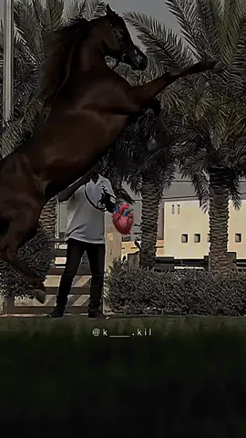 #CapCut ##صهيل_الخيل_ عشق_الخيل_ادمان #خيل #خيل_وخياله🐎 #خيل_عربي_أصيل 