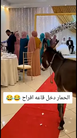 #الشعب_الصيني_ماله_حل😂😂 #الشعب_الصيني_ماله_حل😂😂 #الشعب_الصيني_ماله_حل😂😂 #الشعب_الصيني_ماله_حل😂😂 #الشعب_الصيني_ماله_حل😂😂 