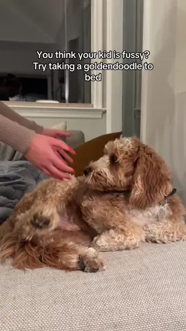 Does your goldendoodle also become 800 pounds at bedtime?! #goldendoodle #clingydog