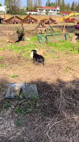 C’était vraiment chaud aujourd’hui . Abonne toi pour la partie 2 de la vidéo #chien #surprise #poursuite #viral #blackdog 