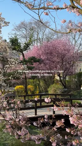Save this for spring in Vienna 🌸 Setagayapark is one of the most magical places to visit this time of year. This small Japanese garden in Vienna’s 19th district is full of cherry blossoms, peaceful paths, and a quiet atmosphere that feels like stepping into a Ghibli movie. It’s the kind of place you go when you want a break from the city, a beautiful walk, or simply somewhere that feels calm and special. One of Vienna’s loveliest spring spots for sure. 📍Setagayapark, 1190 Vienna . . . . #vienna #wien #setagayapark #springinvienna #japanesegarden 