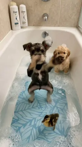 Oliver is up for adoption! Goose wanting to join in! #goose #dog #cutedog #dance #pet 