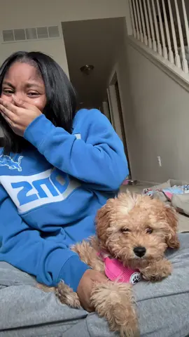 THE SASS😭😭🤣🤣🤣 got it honest🤪💅🏽 #cavapoo #cavapoosoftiktok 