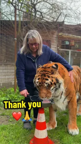 Merci pour votre soutien et tous vos messages 🙏❤️ #lion #tigres #normandie #restinpeace
