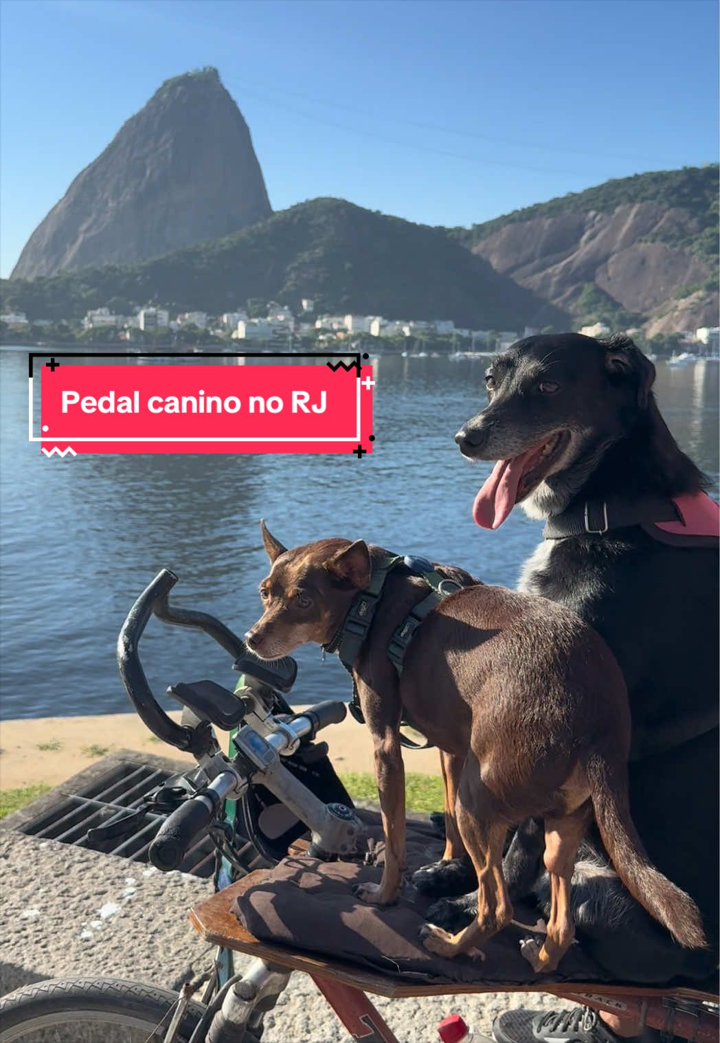 Eu sou apaixonada🥹❤️ #pedalrj #pedaladasdebike #pedalandonorio 
