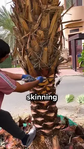 Skinning is the process of removing dead leaf bases that accumulate along a palm tree trunk as the tree grows, a layer of dry organic material that serves no biological function once the leaf has died. Left in place these dried bases create ideal conditions for insects, rodents, and fungal disease to establish themselves close to the tree's core, which can compromise the health of the tree over time. The material is also highly flammable, making untrimmed palms a fire hazard in dry climates where palm trees are most commonly found. Regular skinning keeps the trunk clean, reduces pest activity, and eliminates the risk of heavy dead material falling from height onto people or property below. #nature #trees #landscaping #Outdoors