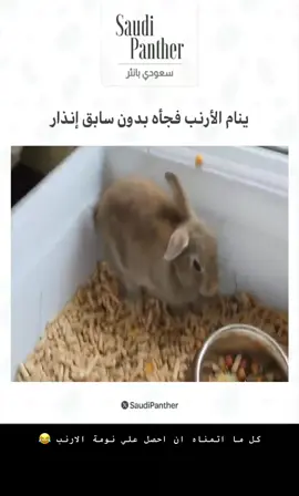 #المملكة_العربية_السعودية #السعودية_الكويت_البحرين_قطر_الامارات_عمان #الارانب #اكسبلور #ترند 
