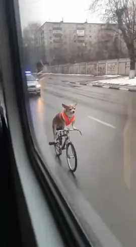 Funny chihuahua riding a 🚲🤣 #funny  #chihuahuas  #dog  #funnyvideo 