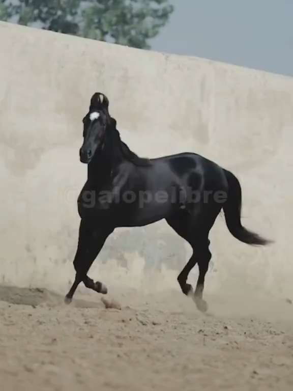 El majestuoso caballo Marwari #caballos #caballomarwari #marwari