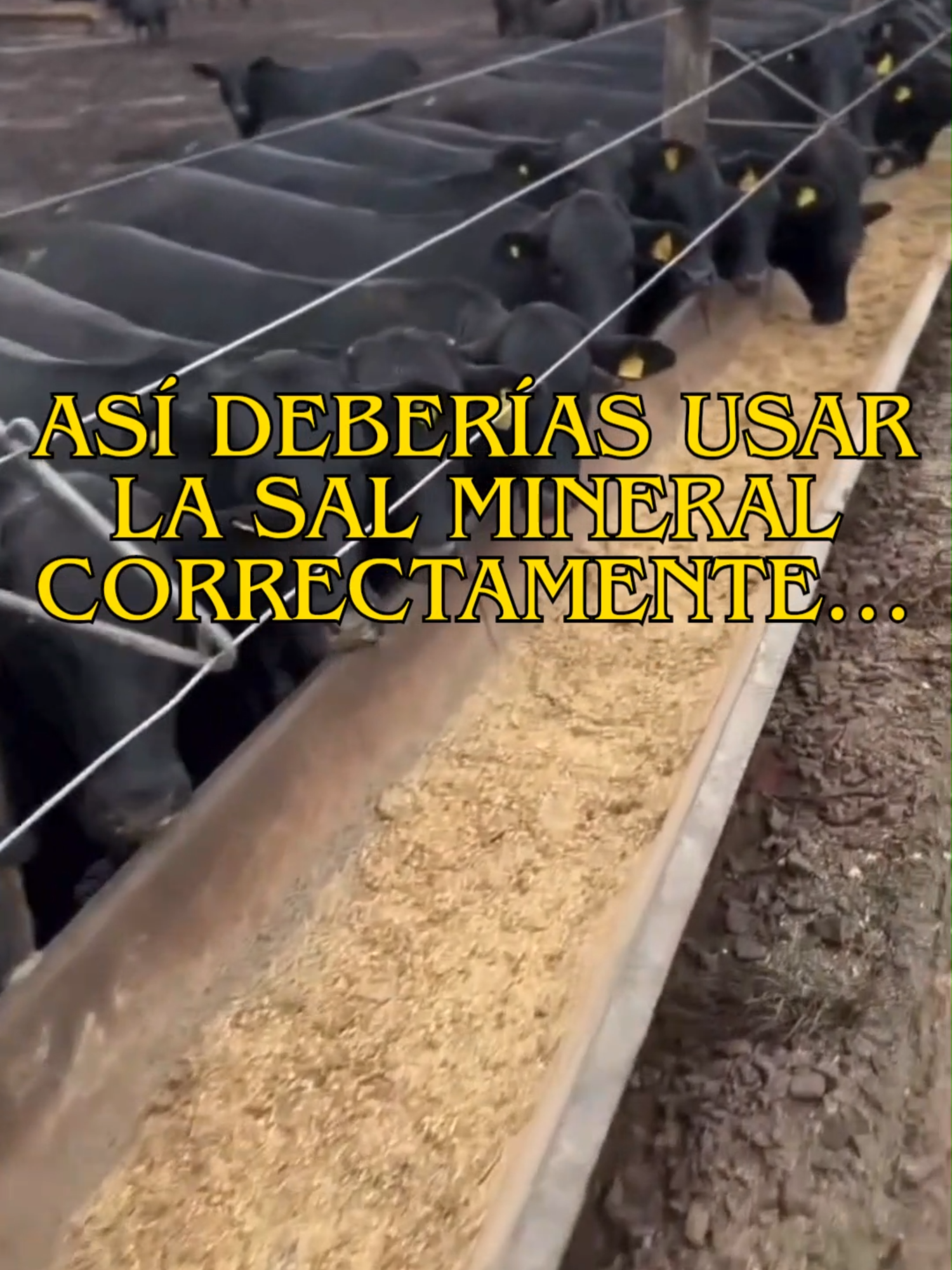 ¿Sabías que la sal mineral no es un lujo_