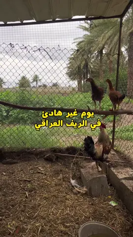 يوم غير هاديء في الريف العراقي  وصفة المحلبي بالتمر والقهوة اطيب وصفة تجرّبوها بالتمر  الوصفة ثلاث ارباع كوب تمر خستاوي او عجوة او مجدول  كوب حليب ساخن ونخفقه في الخلاط  في القدر نخلي  كوب حليب و2ملعقة نشأ وملعقة قهوة  نخلط مخفوق التمر والحليب والنشأ على نار متوسطة حتى يثخن وبعدين نشيله من النار  يؤمل حار او بارد  يمكن تزيينه بمبروش جوز الهند او مكسرات او شوكولاته او تمر  @Mahmood Milk 