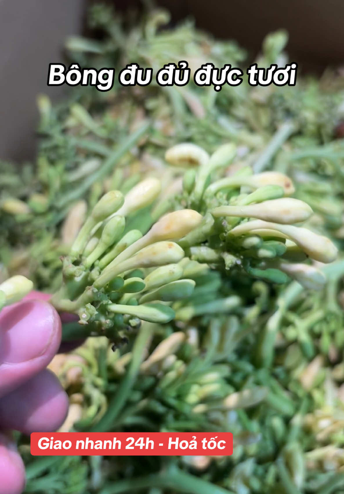 Bông đu đủ đực tươi